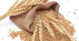 For Sale Wheat 7 t., 2019 harvest in Sliven