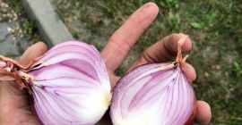 De vânzare import ceapă roșie Calibru 5+ Sacuri 25