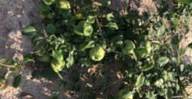 Buna dimineata Pot oferi fructe de gutui japoneze. Recolta