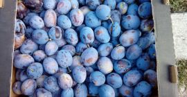 Nagy mennyiségű magyar szilvát fogok eladni, elnök úr