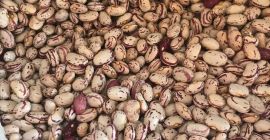 Vendo fagioli di diversi tipi