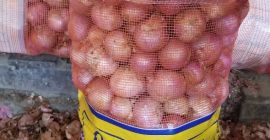 Cipolla rossa e gialla disponibile a un prezzo conveniente