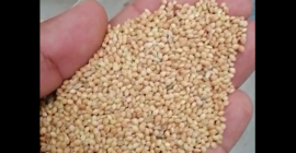 Наименование жълто просо Нова реколта, форма Кръгла форма Произход