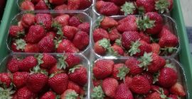 Strawberries San Andreas or Albion