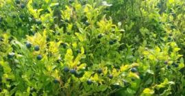 Bună dimineața, am de vânzare aproximativ 50 de kilograme