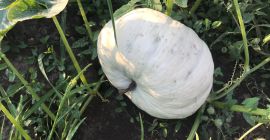Pumpkin Pie Tudor variety! Romanian varieties excellent for baking