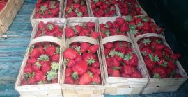 I will sell a strawberry POLAND (photos). Nice shiny