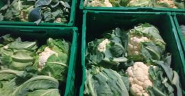 Conopida, poloneza, 6 buc / cutie, ridicați în Grójec.