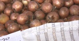 Ciao, pianterò grandi quantità di cipolle, bianche e rosse