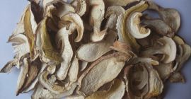 Wir sammeln Steinpilze aus der Hand der Landwirte und