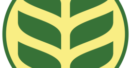 Organic rye seeds Dankowskie Amber C1.