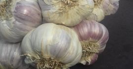 I will sell HARNAŚ garlic from my own farm.