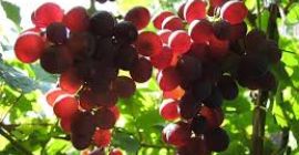 I sell grapes - wine varieties - Muscat Ottonel,
