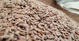 Lenmagot fogok eladni. Barna len. Szám körülbelül 24 tonna