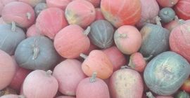 I will sell edible pumpkins straight from the field