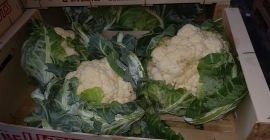 Cauliflower, fresh, Polish, 6 pcs / carton, 390 pcs