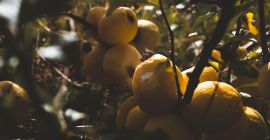 for sale wholesale quantities of Japanese quince fruit
