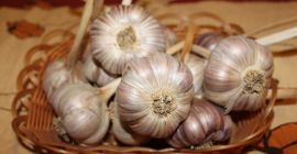 Продаћу Харнас чешњак, велике главе. Чешњак се чисти као
