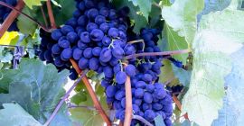 Avem de vânzare struguri de vin din Moldova (numai