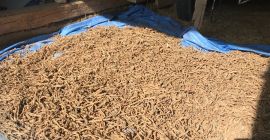 Поздрав, на продају имам 700 кг сувог коријена маслачака,