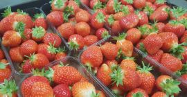 Eperrel fogok eladni az alagútból. Eper ereszcsatorna. Ismétlődő fajták.