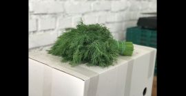 Принимаем контрактные заказы на травы (укроп, петрушка, кориандр, мята),