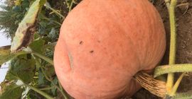 Ich werde Melonenkürbisse verkaufen, Bambino. Menge ca. 3-5 t