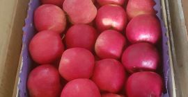 Apple Idared, țara Serbiei. wholesales