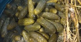 Здраво Продајем традиционалне киселе краставце. 5-9 цм Гхеркин.