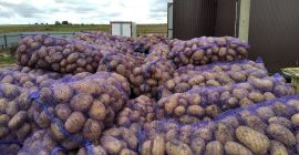 Patate di varie varietà dalla Bielorussia con un volume