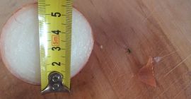 Calib de ceapă 5-7 cm uscat, foarte frumos