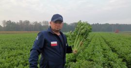 Zeller, Tango fajta, szuper egészséges, bénulás nélkül, nagy mennyiségben,