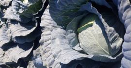 Varieties of chips ... 2.5-4.5kg herbs ..... 500t village
