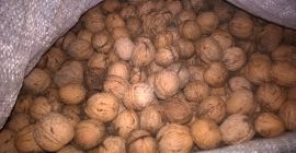Venderò noci biologiche dal raccolto attuale dal mio orto