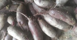 I will sell red beet, oblong alto varieties. Commercial