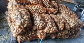 Нудим на продају пољски кромпир од фармера, сорта Куеен