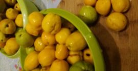 Hello, I have to sell Japanese quince fruit, about