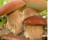 fresh mushrooms max two days after harvesting. price in