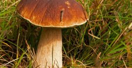 He buys Boletus White 20 PLN. Kg Podgrzybek Mały