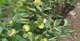 Compro pomodori precotti, gustosi e sani, la loro cultura