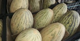 Hello, I have for sale Torpedo Melon. Goods on