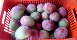 Ciao, abbiamo manghi di ottima qualità disponibili. Contattaci per