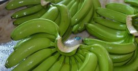 Cavendish bananas available at cheap prices contact Whats App