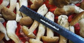 Sto cercando di comprare funghi porcini freschi I II