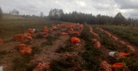 Продавам моркови от rasca.good и сладки