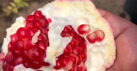 Melograno fresco - Origine: Egitto. - Varietà: melograno rosso