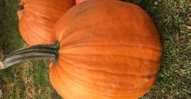 I will sell a Halloween pumpkin, please contact me