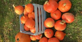 I will sell a Hokkaido pumpkin. Hokkaido pumpkin is