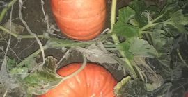 I will sell pumpkins in bulk quantities. Muscat, Hokkaido,