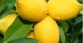 Плоды Чузестанской губернии